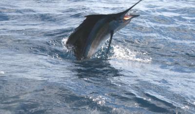 Sailfish!